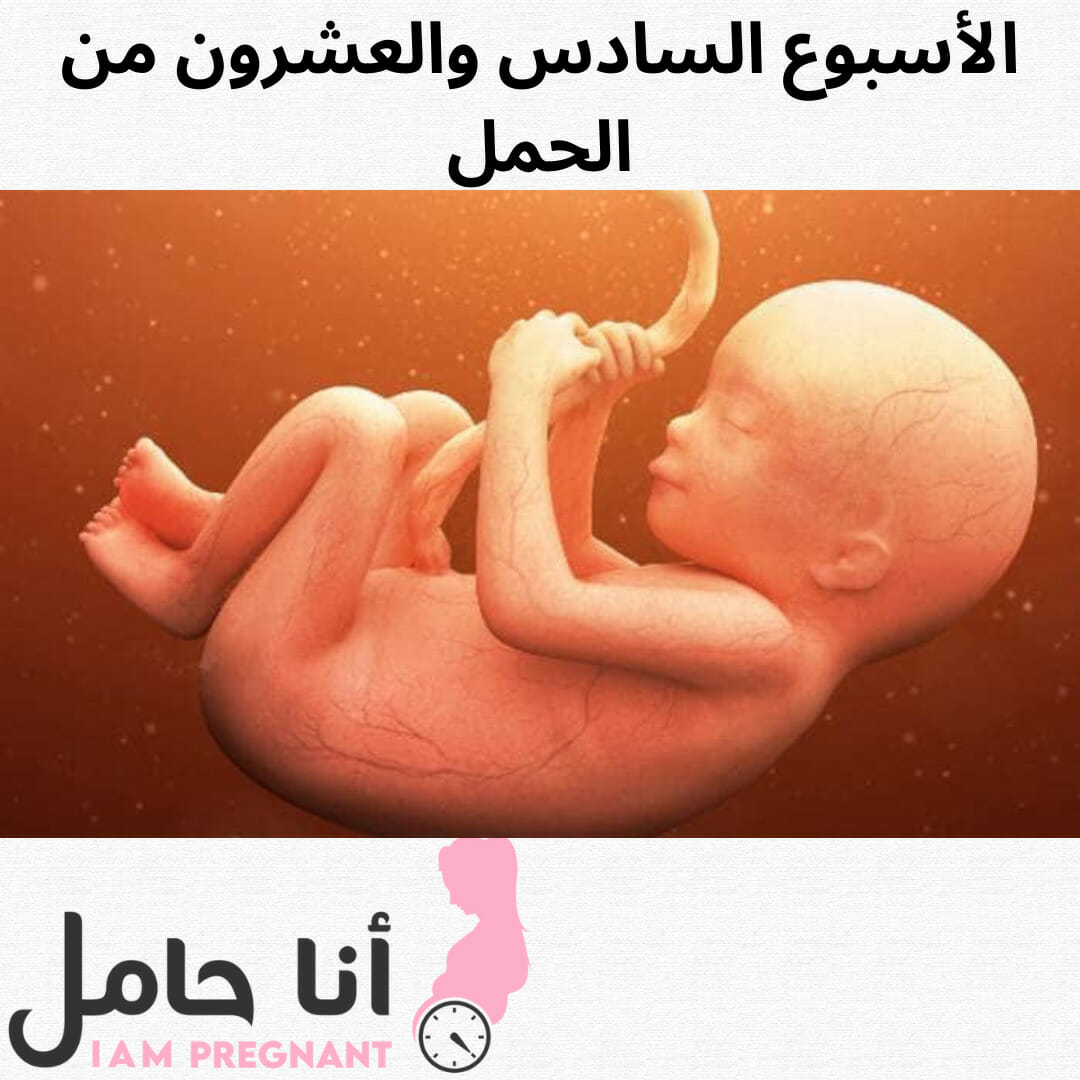 الأسبوع السادس والعشرون من الحمل