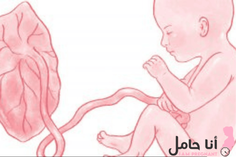 المشيمة تبعد عن عنق الرحم 3 سم