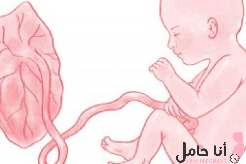 المشيمة تبعد عن عنق الرحم 3 سم