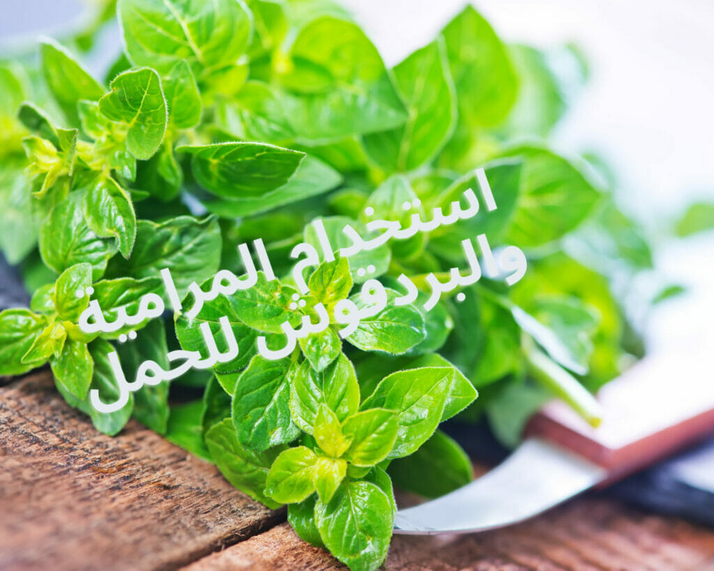 البردقوش للحمل وطريقة استخدام المرامية للحمل