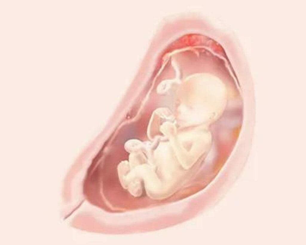 الأسبوع التاسع عشر من الحمل