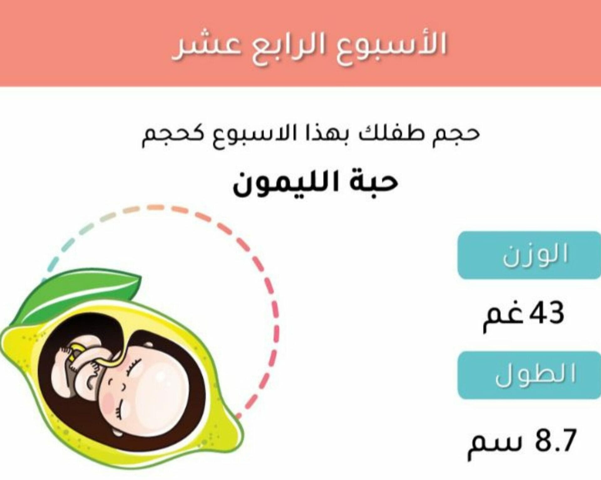 الأسبوع الثالث عشر من الحمل