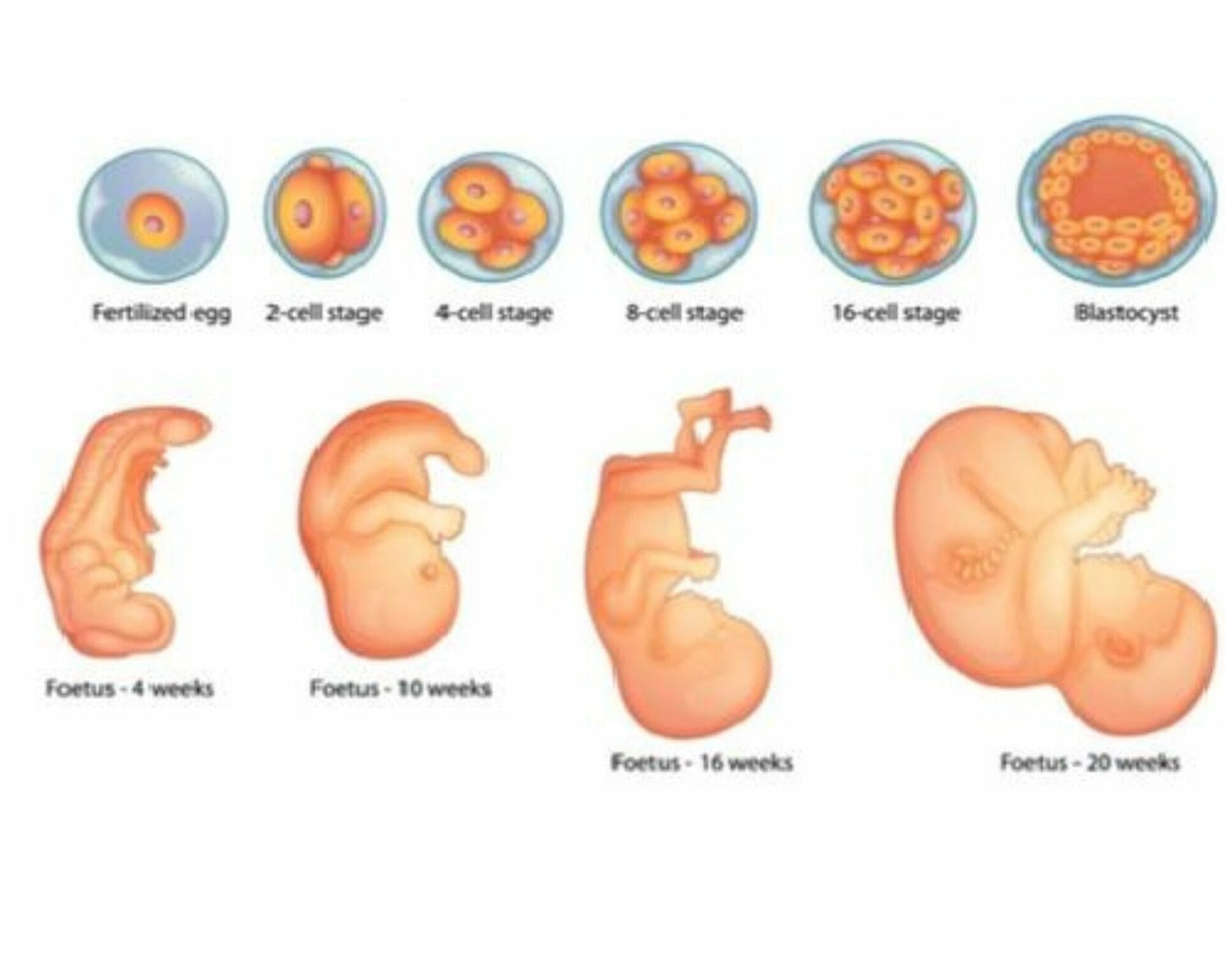 الأسبوع الثالث والعشرون من الحمل