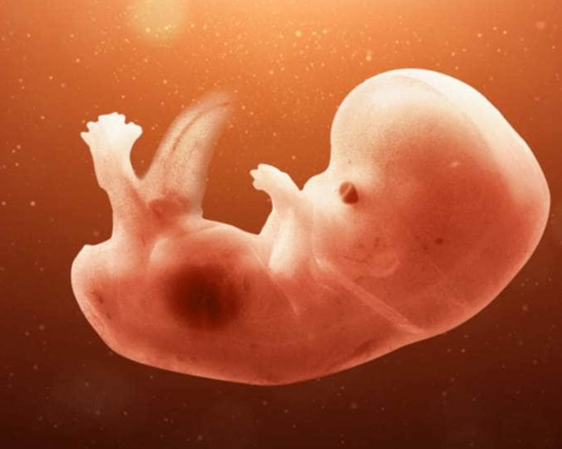 الأسبوع الثامن عشر من الحمل