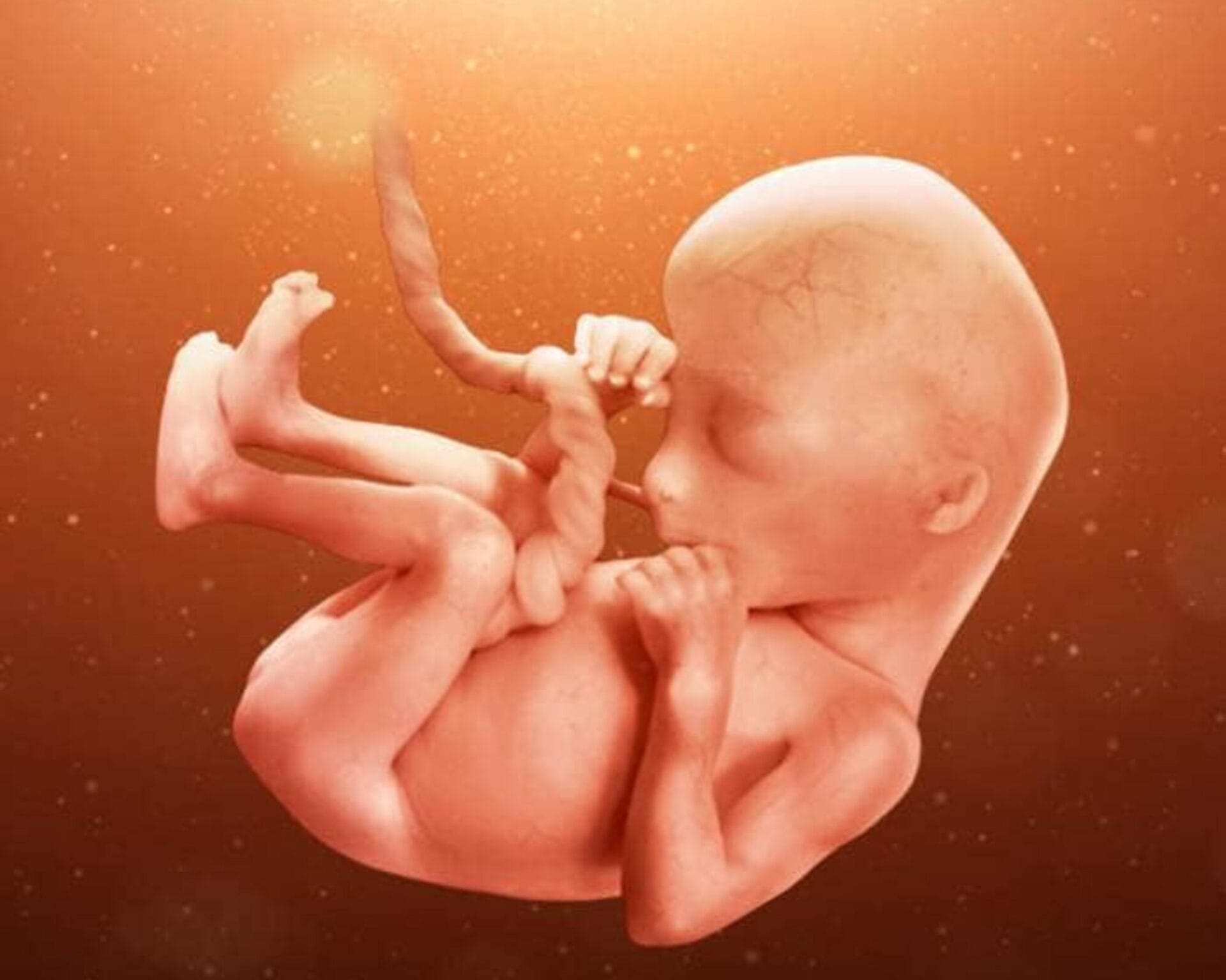 الأسبوع الثامن عشر من الحمل