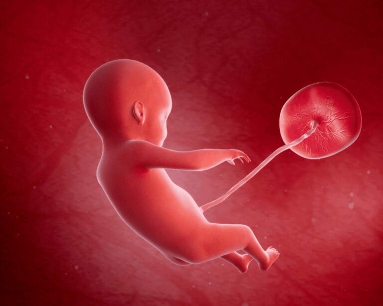 الأسبوع الثاني والعشرون من الحمل