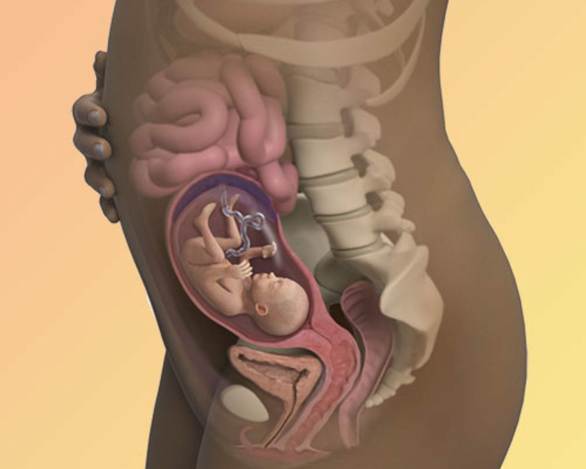 الأسبوع الحادي والعشرون من الحمل