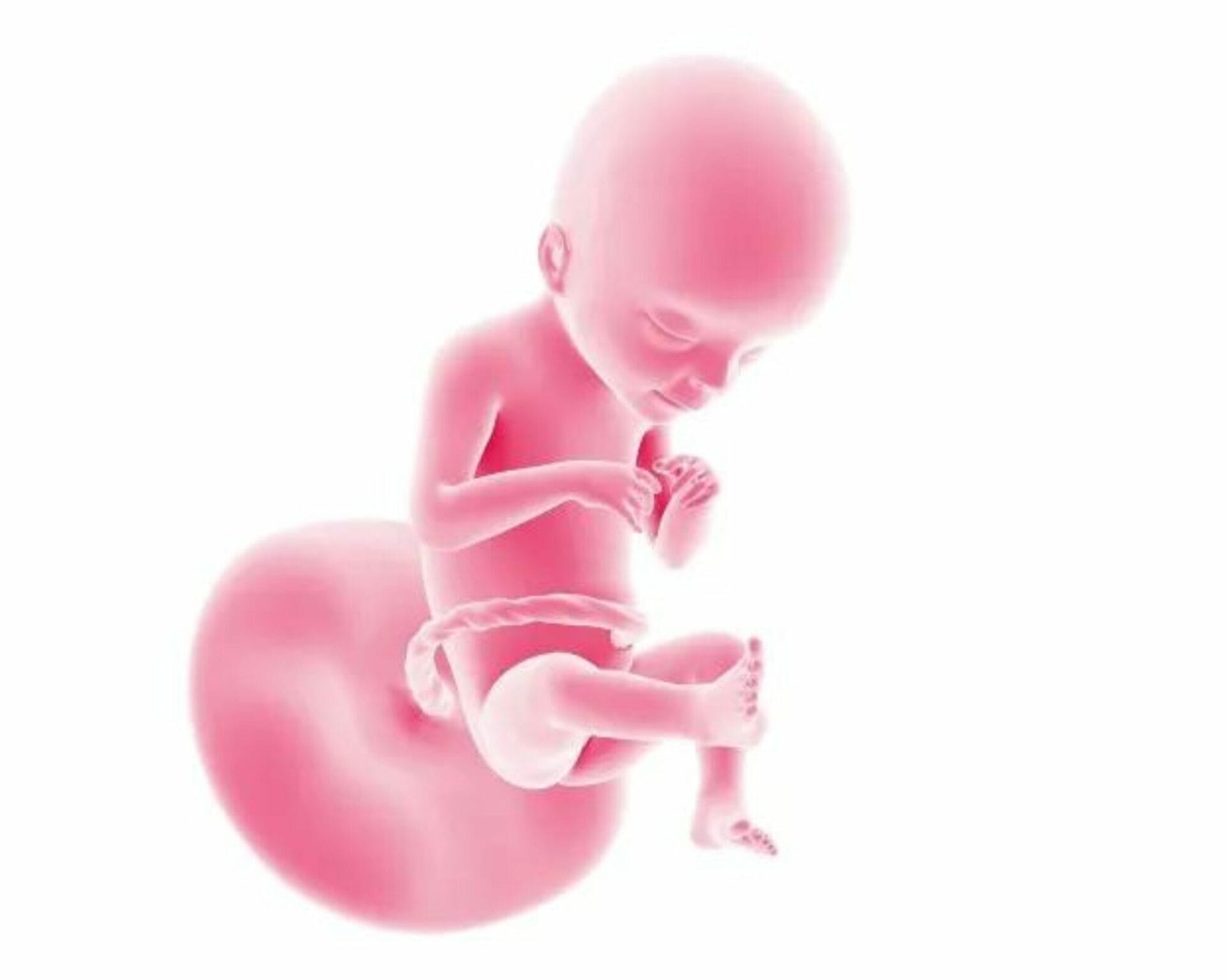 الأسبوع الحادي والعشرون من الحمل