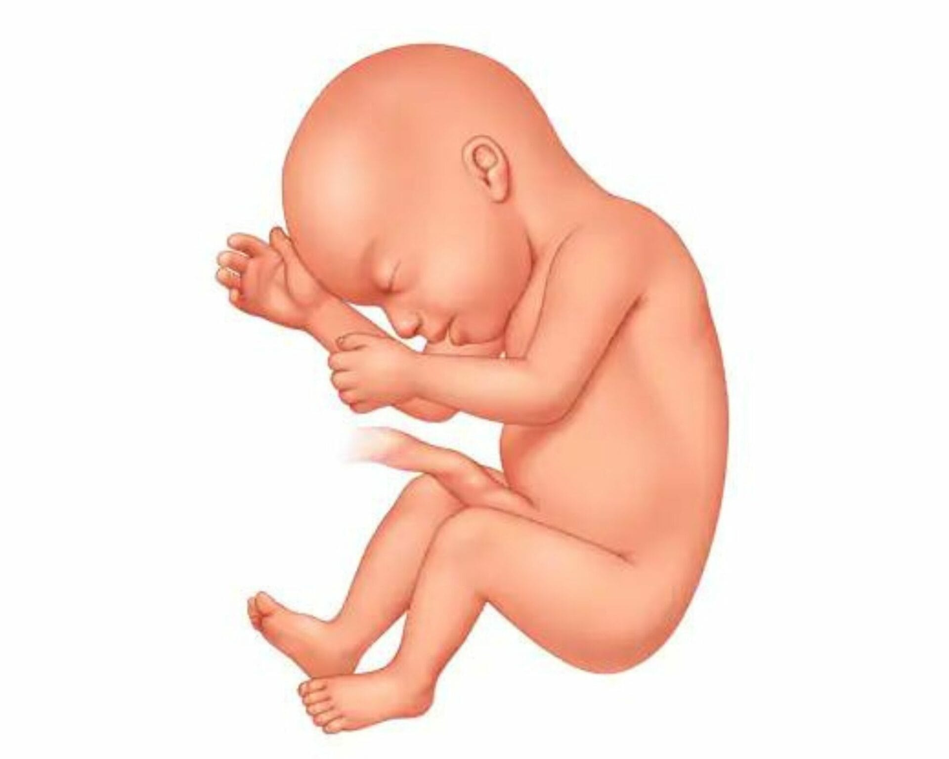 الأسبوع الحادي والعشرون من الحمل