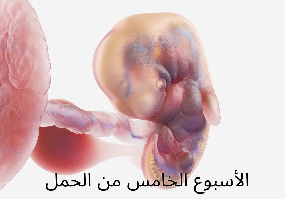 الأسبوع الخامس من الحمل
