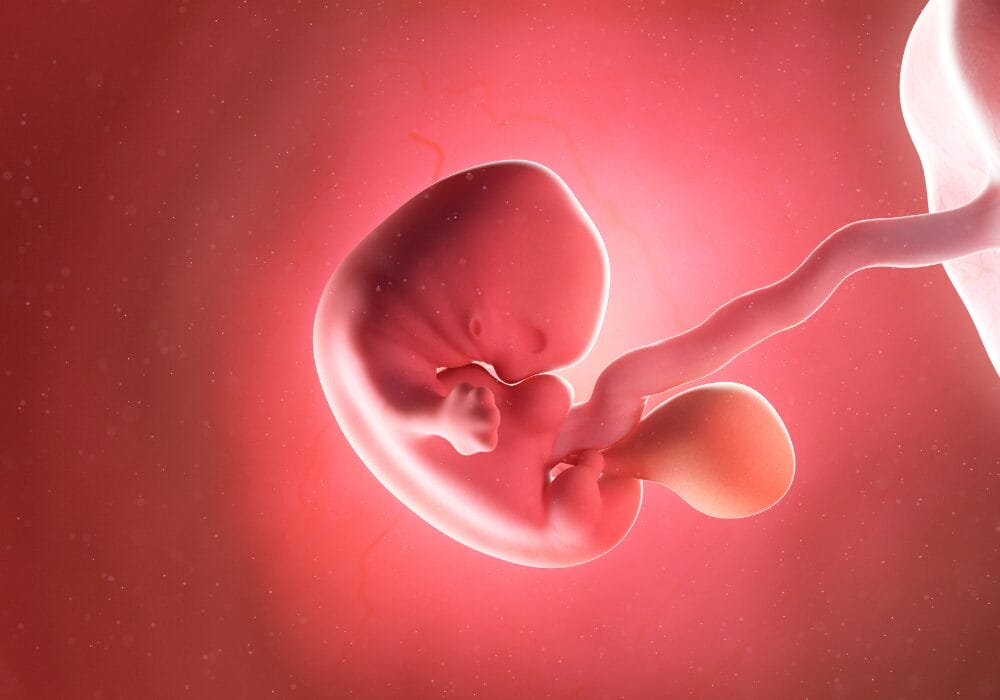 الأسبوع الخامس من الحمل