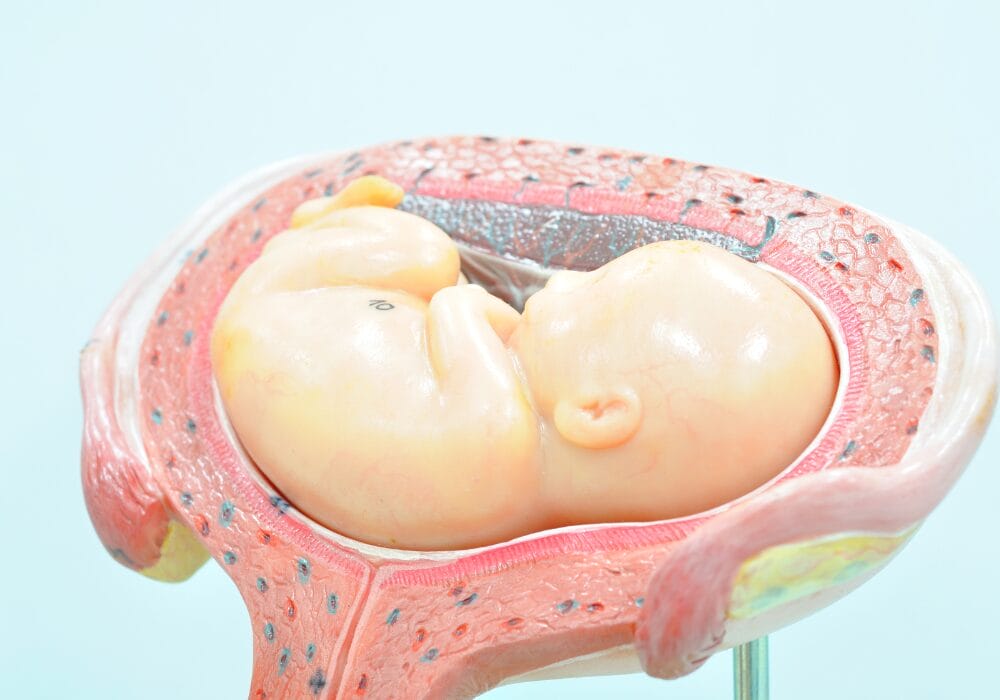 الأسبوع الخامس من الحمل