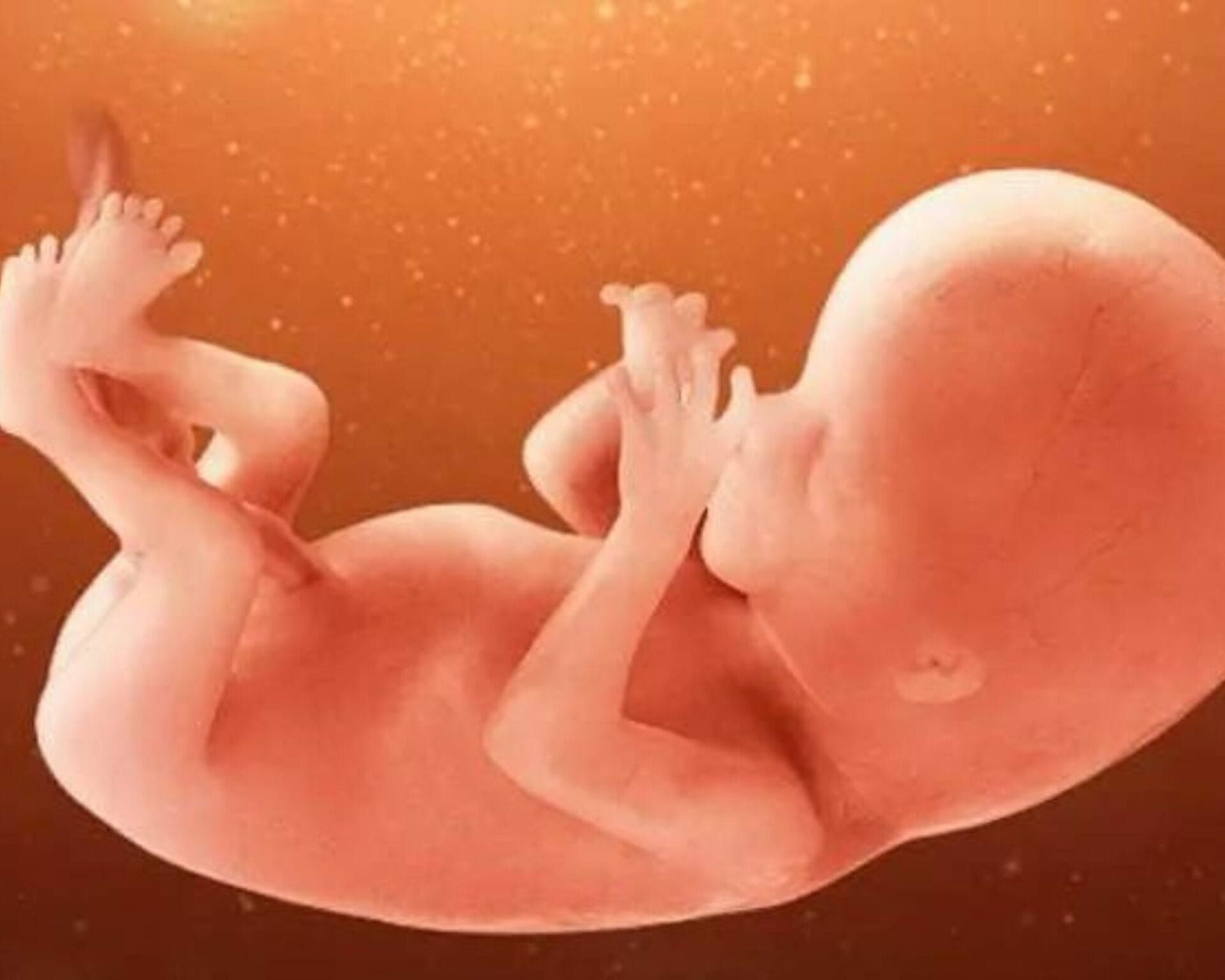 الأسبوع الرابع عشر من الحمل