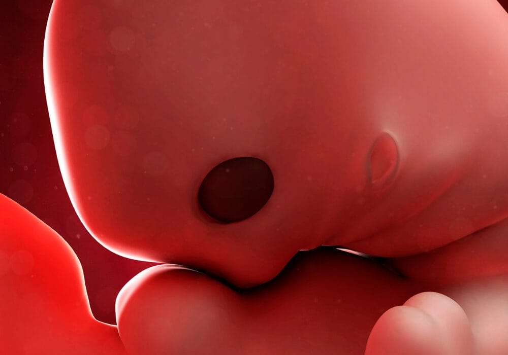 الأسبوع الرابع من الحمل