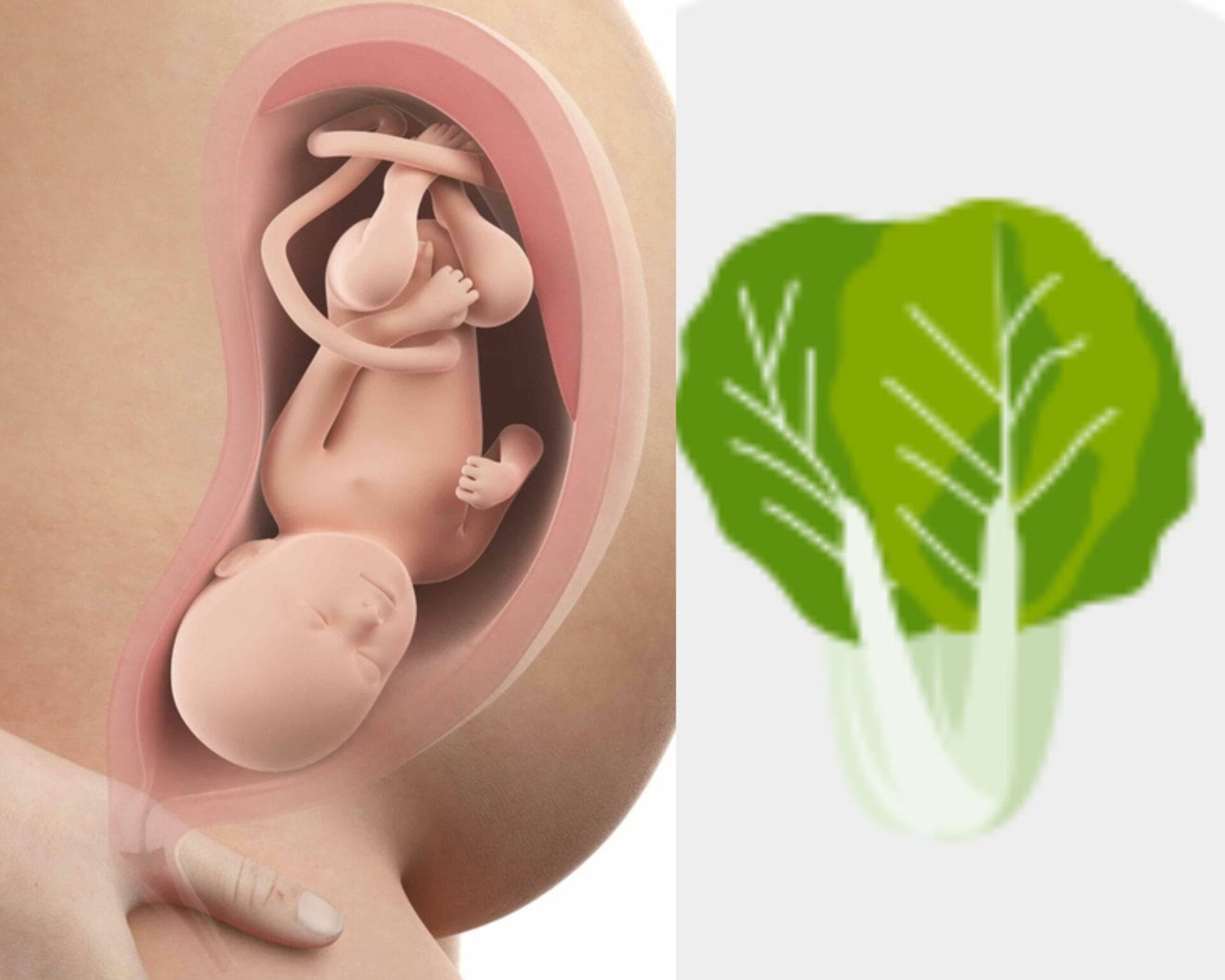 الأسبوع الرابع والثلاثون من الحمل