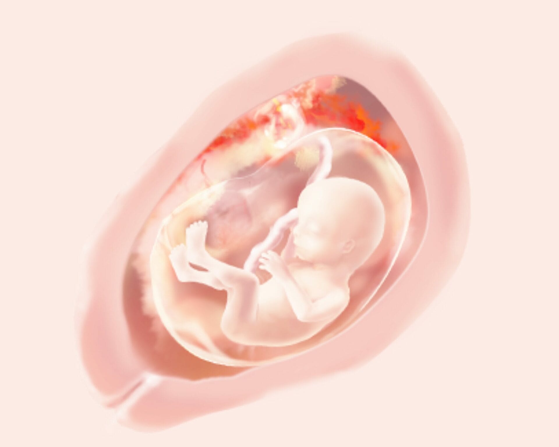 الأسبوع السابع عشر من الحمل