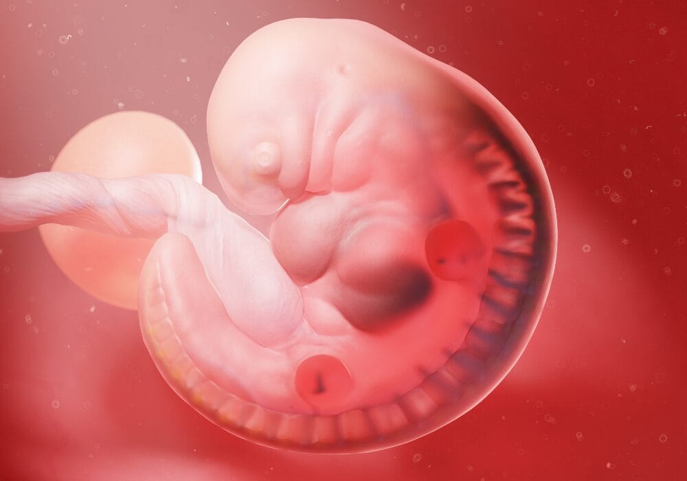 الأسبوع السادس من الحمل