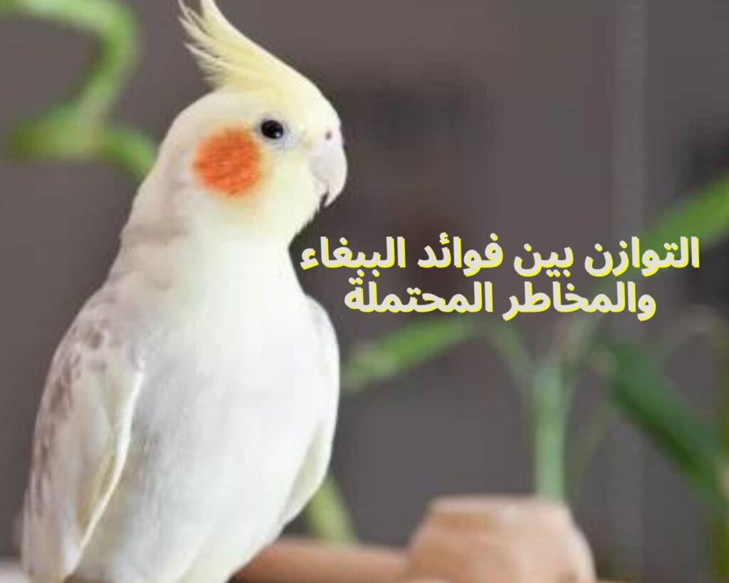 هل الببغاء يؤثر على الحامل؟