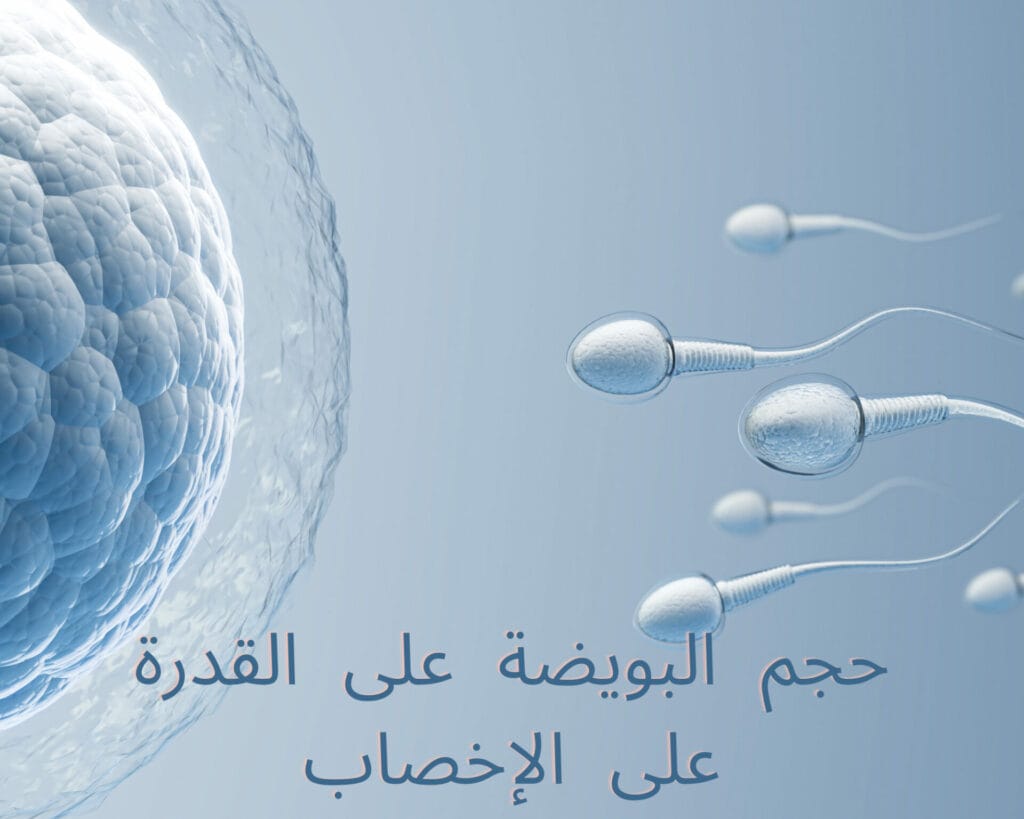 حجم البويضة صغير هل يحدث حمل