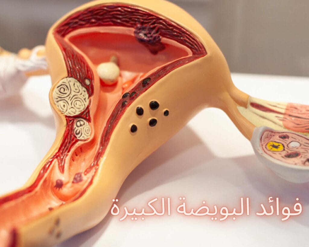 حجم البويضة صغير هل يحدث حمل