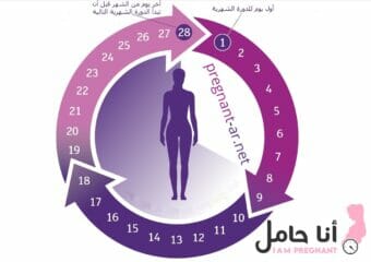 مدة الدورة الشهرية