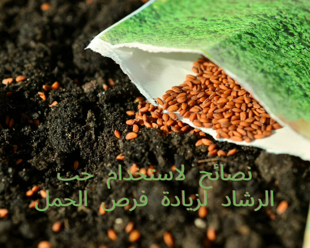 حب الرشاد لتنشيط المبايض وسرعة الإنجاب