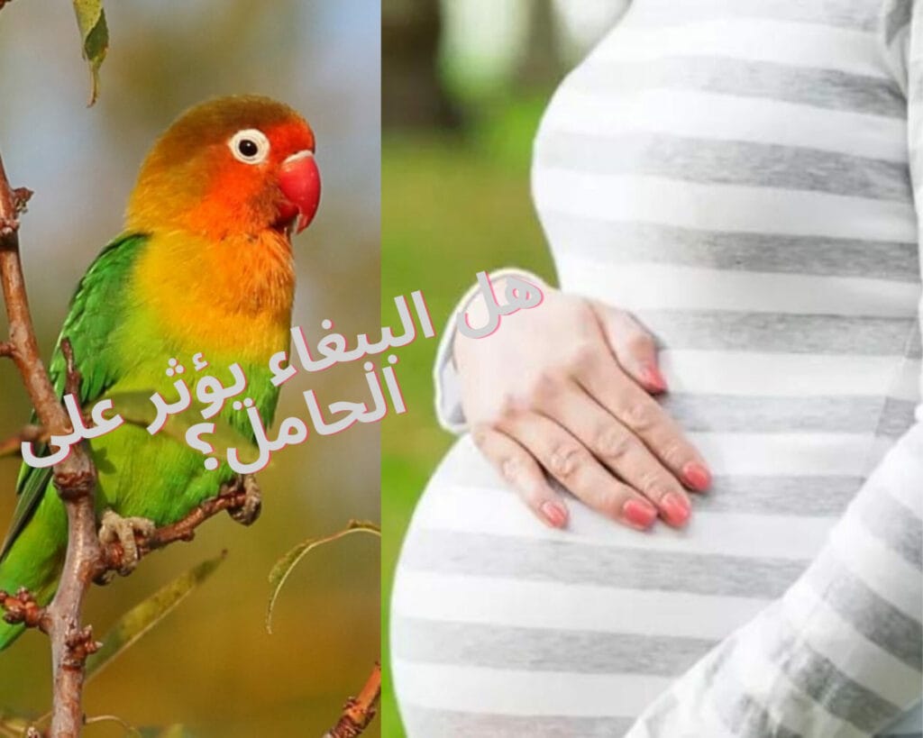 هل الببغاء يؤثر على الحامل؟