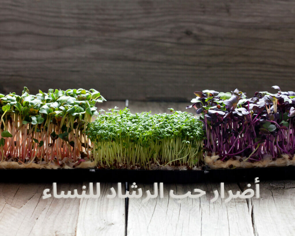 فوائد حب الرشاد للرحم والمبايض