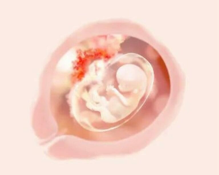 الأسبوع الحادي عشر من الحمل