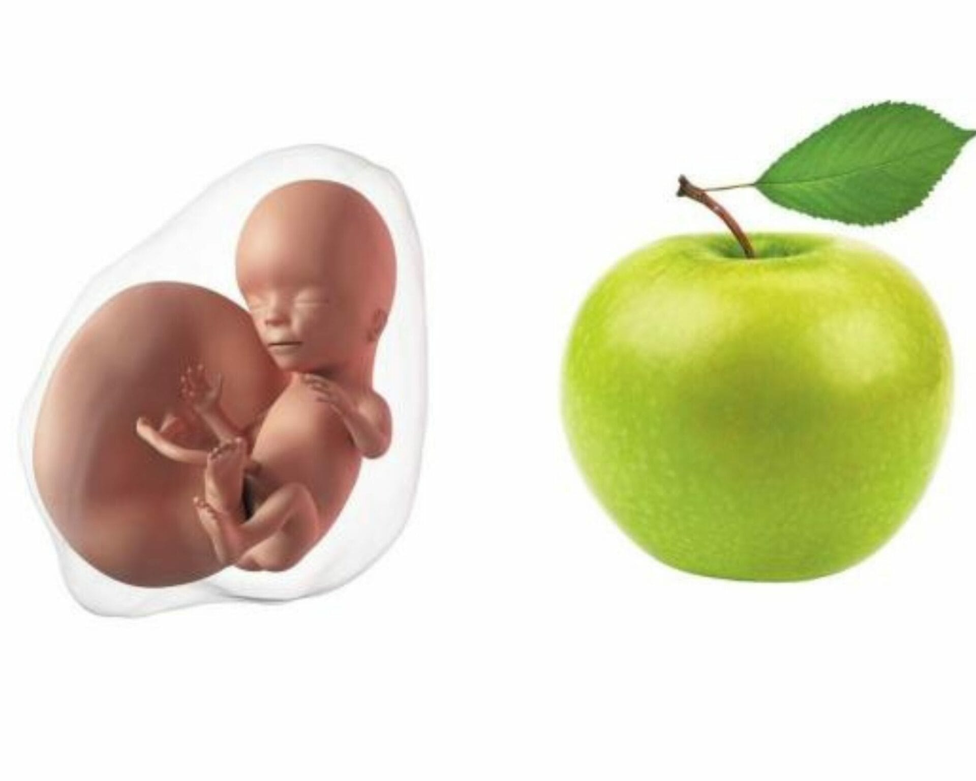 الأسبوع الخامس عشر من الحمل