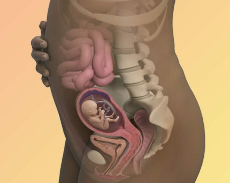 الأسبوع السادس عشر من الحمل