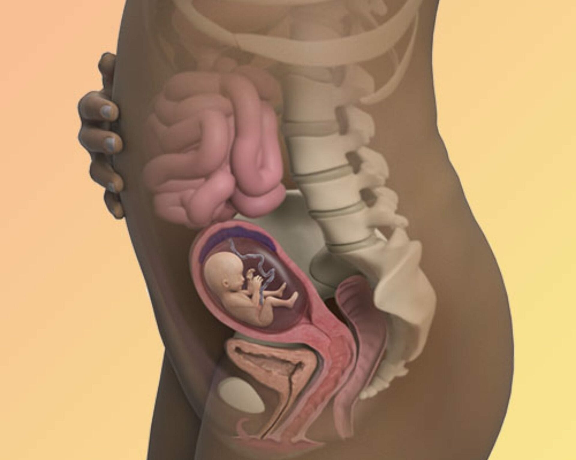 الأسبوع السادس عشر من الحمل