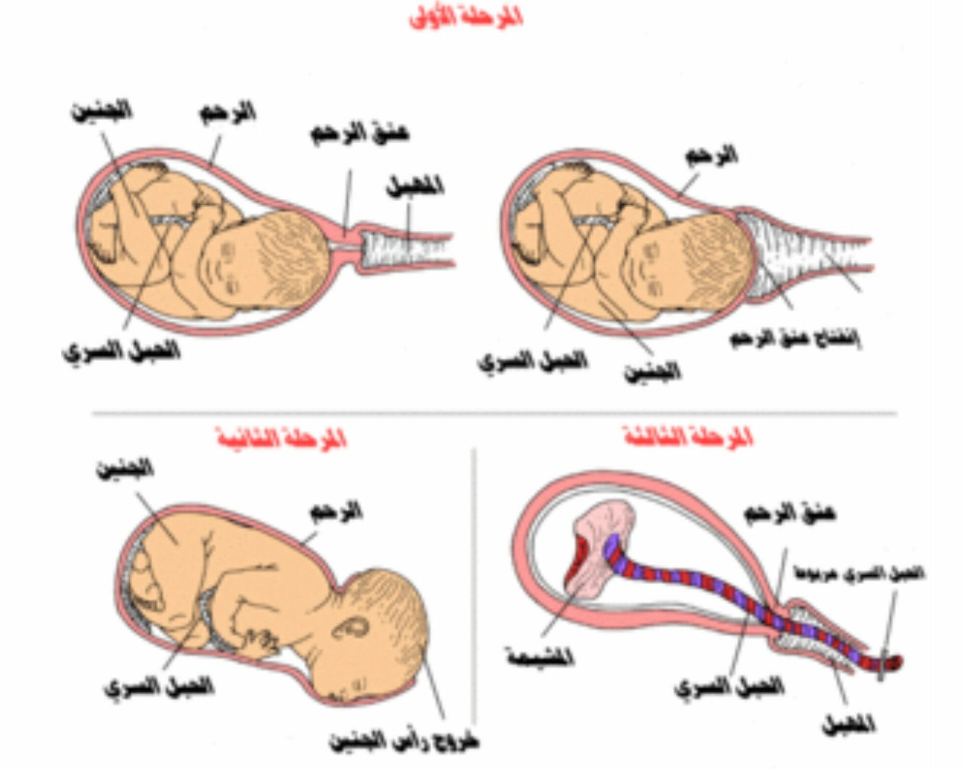 الأسبوع الواحد والأربعين من الحمل