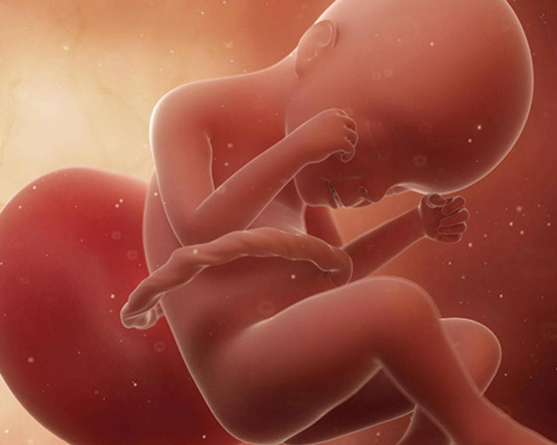 الاسبوع الرابع والعشرين من الحمل