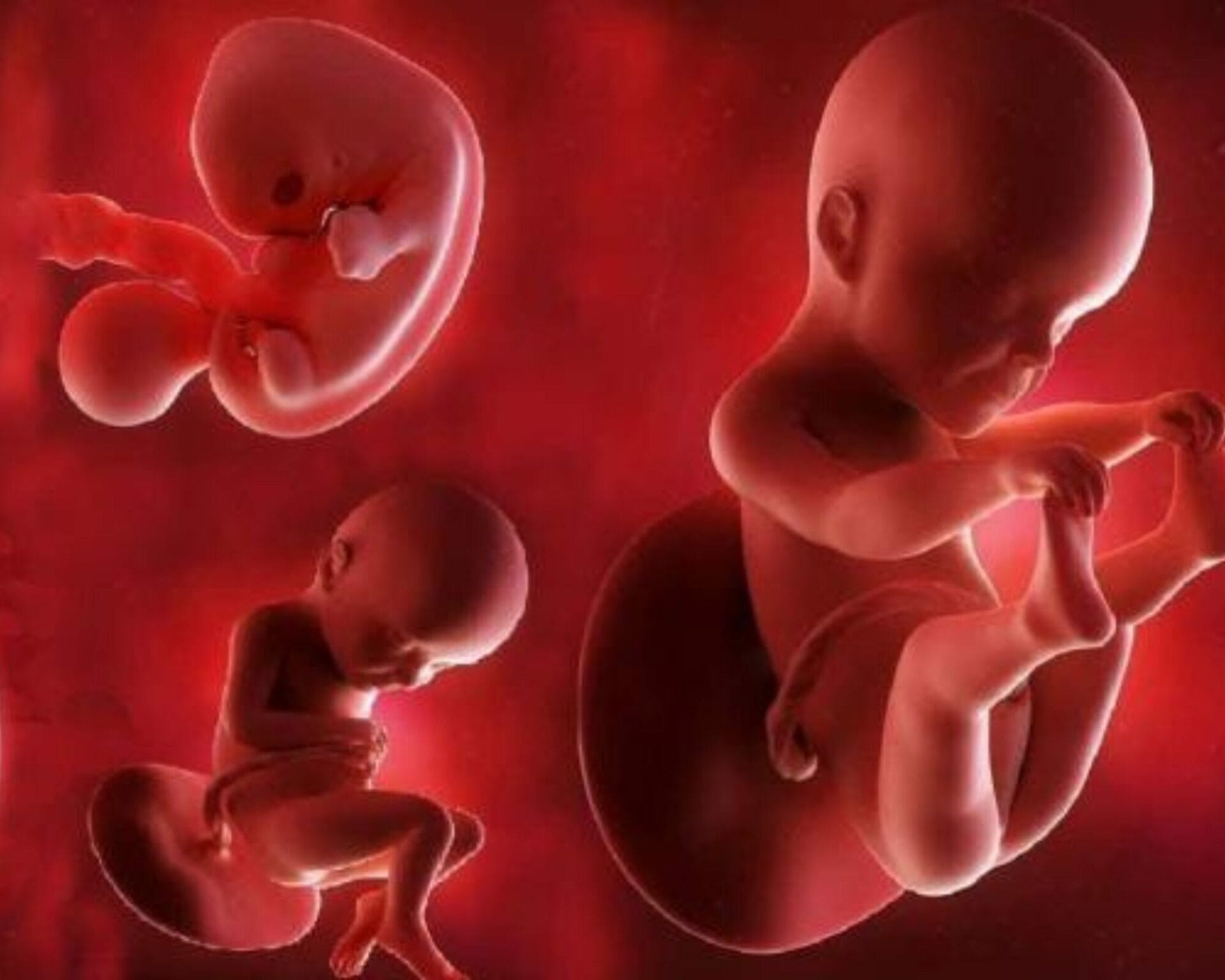 الاسبوع الرابع والعشرين من الحمل