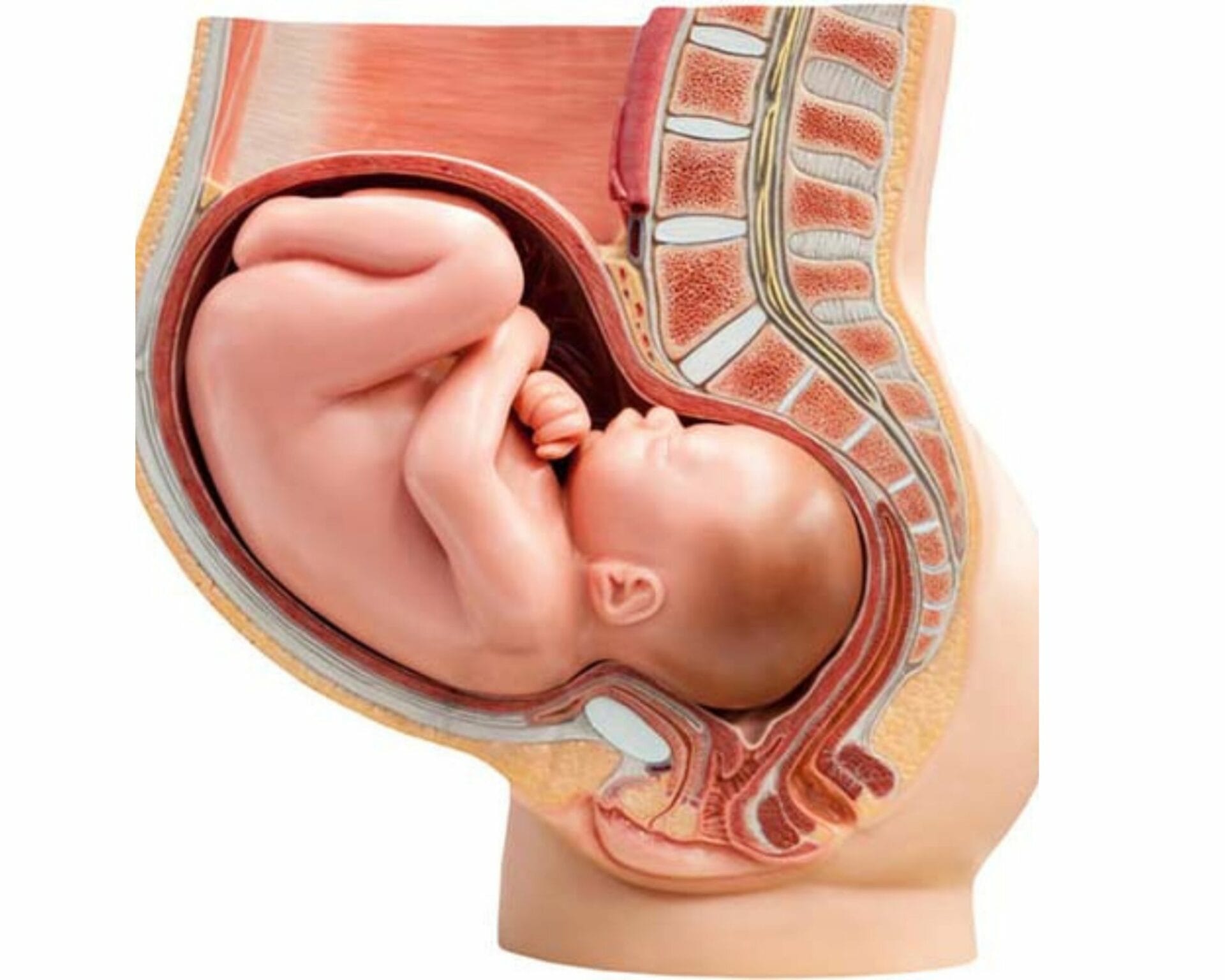 الاسبوع السادس والثلاثين من الحمل 