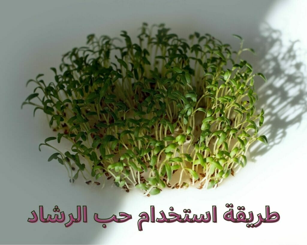 فوائد حب الرشاد للرحم والمبايض