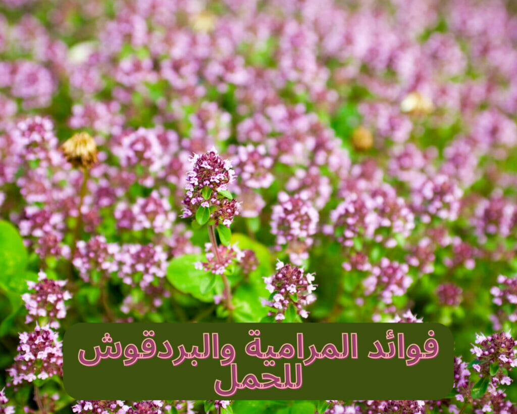 طريقة استخدام المرامية والبردقوش