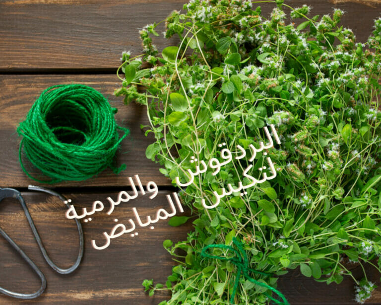 البردقوش والمرمية لتكيس المبايض