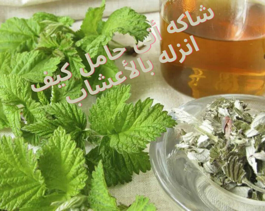شاكه أنى حامل كيف انزله بالأعشاب