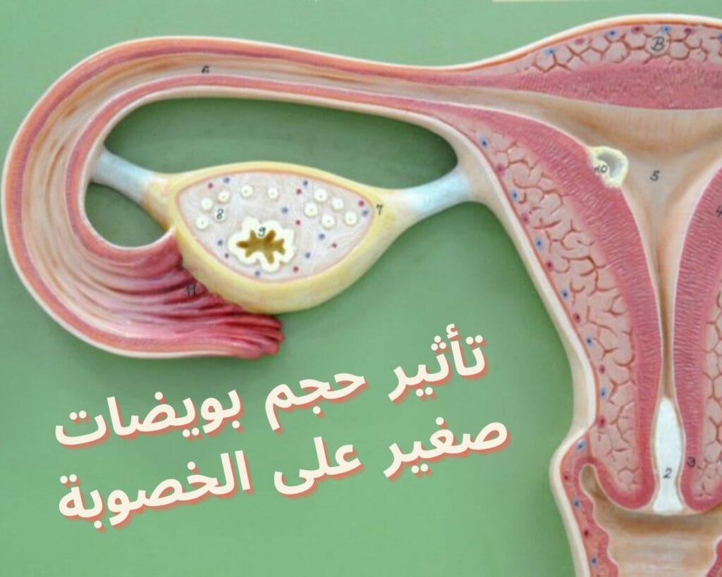 حجم بويضات صغير