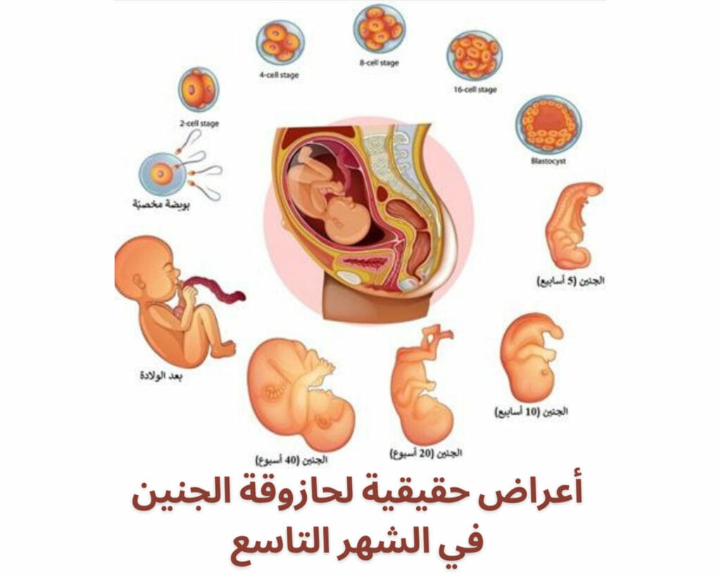 حازوقة الجنين في الشهر التاسع
