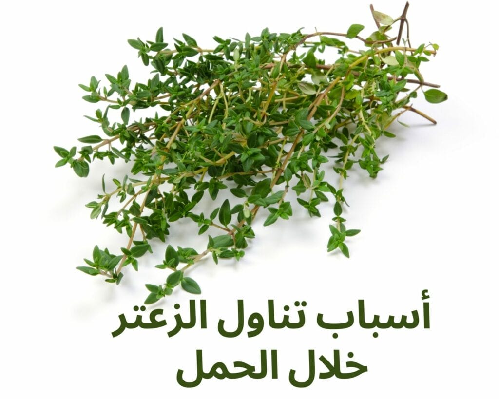 هل تناول الزعتر يضر الحامل